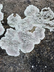 Protoparmeliopsis muralis