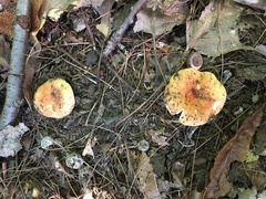 Russula decolorans
