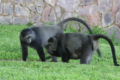 Cercopithecus mitis manyaraensis