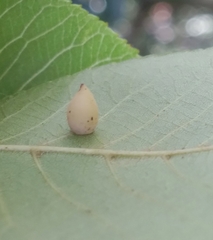 Caryomyia caryaecola