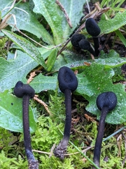 Trichoglossum