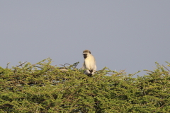 Chlorocebus pygerythrus hilgerti