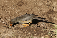 Turdus abyssinicus