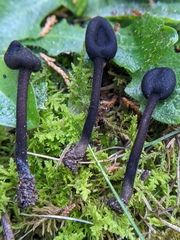 Trichoglossum