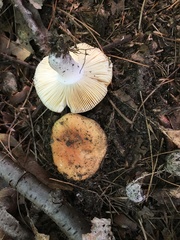Russula decolorans