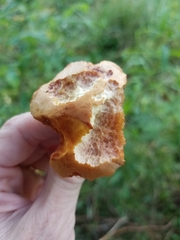 Chalciporus piperatus