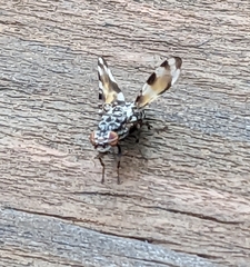 Pseudotephritis vau