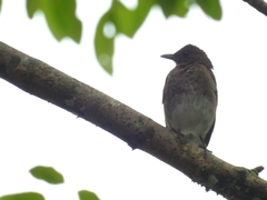 Turdus ignobilis