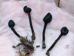 Trichoglossum