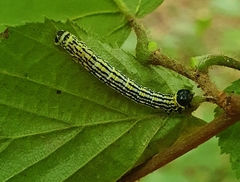 Abraxas sylvata