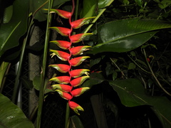 Heliconia rostrata