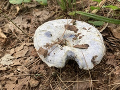 Lactarius chelidonium