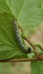 Abraxas sylvata