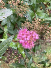 Spiraea japonica