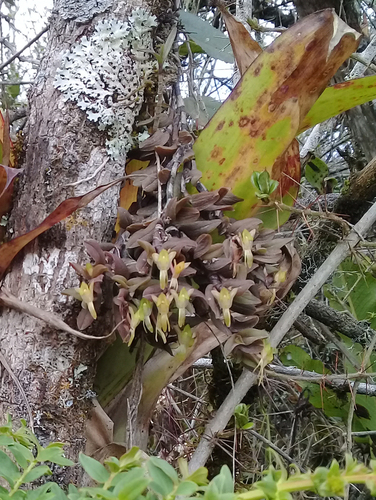 Epidendrum piperinum Lindl. 2