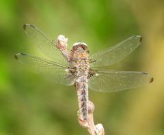 Libellula fulva