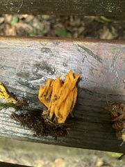 Calocera viscosa
