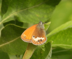 Coenonympha arcania