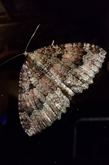 Triphosa dubitata