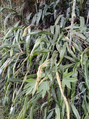 Elaphoglossum