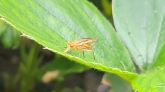 Tetanocera
