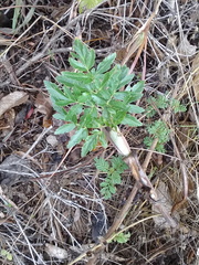 Arracacia moschata