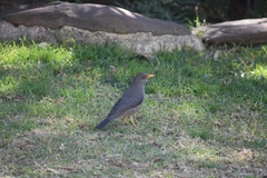 Turdus smithi