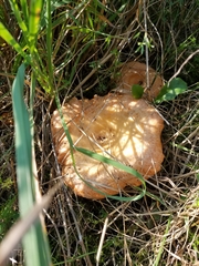 Lactarius deliciosus