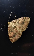 Triphosa dubitata