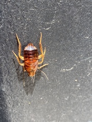 Shelfordella lateralis