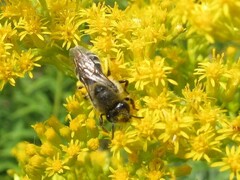 Colletes compactus