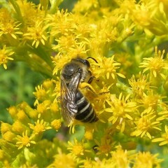 Colletes compactus