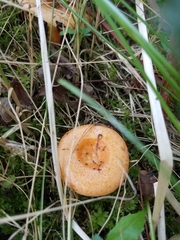 Lactarius deliciosus