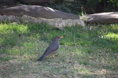 Turdus smithi