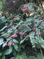 Sorbus aucuparia