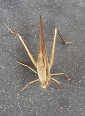 Neoconocephalus triops