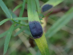 Asteromyia euthamiae