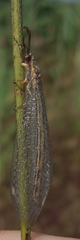 Macronemurus appendiculatus