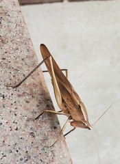Neoconocephalus triops