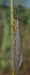 Macronemurus appendiculatus