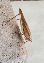 Neoconocephalus triops