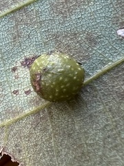 Caryomyia tuberculata