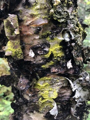 Chrysothrix xanthina