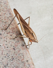 Neoconocephalus triops