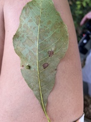 Caryomyia tuberculata