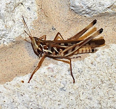 Syrbula admirabilis