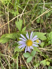 Symphyotrichum prenanthoides