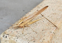 Neoconocephalus triops