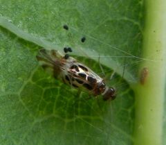 Graphopsocus cruciatus
