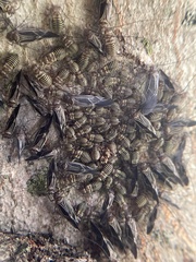 Cerastipsocus venosus